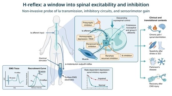 Circuit-level determinants of the H-reflex. Electrical stimulation of peripheral nerves recruits Ia afferents from muscle spindles, which monosynaptically activate α-motoneurons to generate the H-reflex. The final response reflects the integration of multiple modulatory influences, including presynaptic inhibition and homosynaptic (post-activation) depression at Ia terminals, spinal interneuronal circuits (reciprocal Ia, Ib non-reciprocal, and recurrent Renshaw inhibition), other sensory afferents, and descending supraspinal inputs that dynamically regulate motoneuron excitability. For schematic clarity, other sensory afferents are grouped together and include cutaneous, nociceptive, and group II muscle inputs, which may modulate spinal excitability primarily through polysynaptic interneuronal pathways in a task- and context-dependent manner. The lower panel illustrates the M-wave, generated by direct activation of motor axons, and the H-reflex, along with their characteristic recruitment curves as stimulation intensity increases.