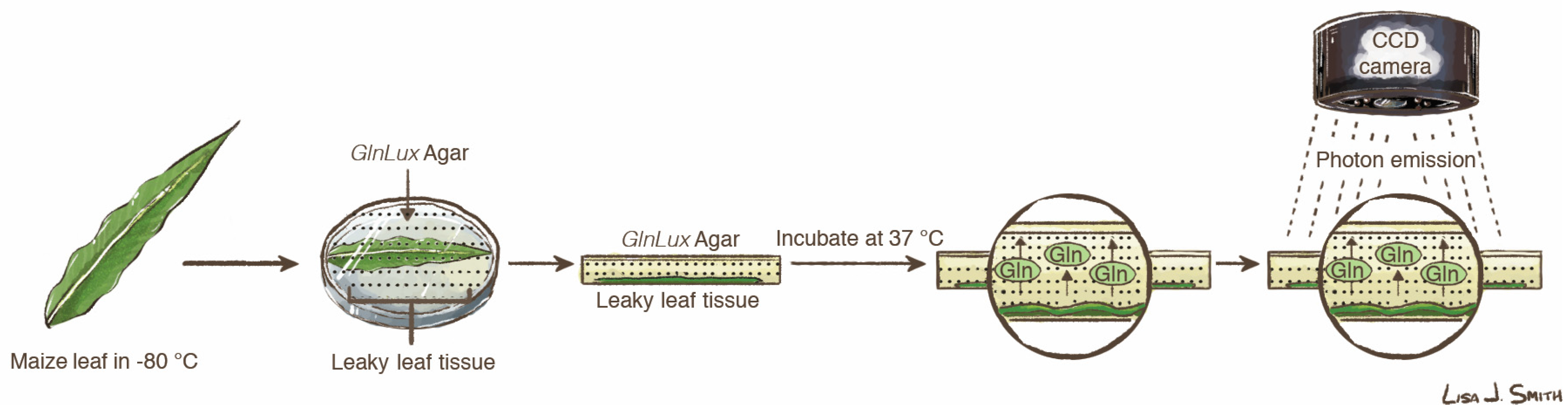 Nitrogen 01 00002 g001