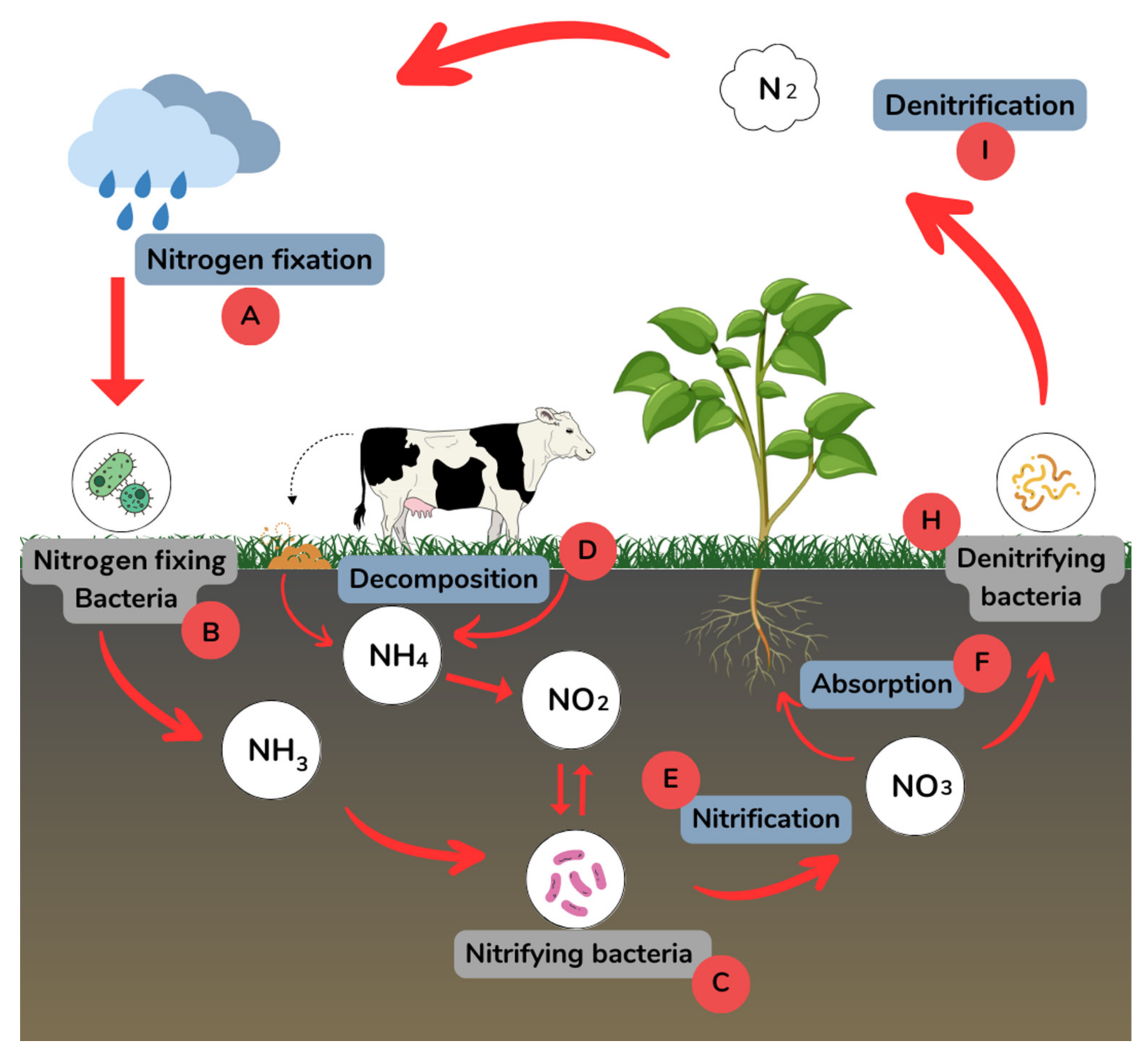 Nitrogen 04 00022 g001