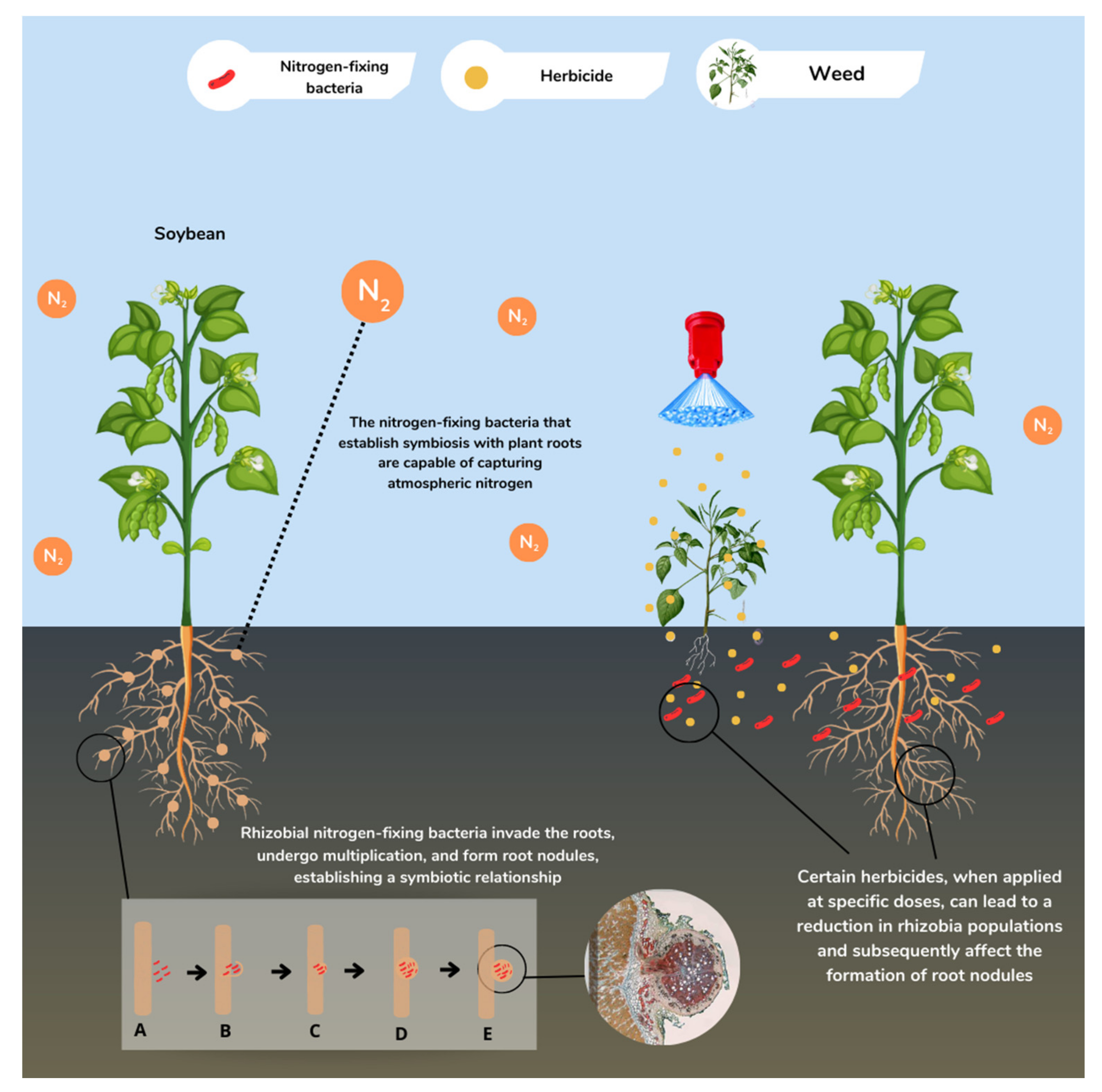 Nitrogen 04 00022 g002