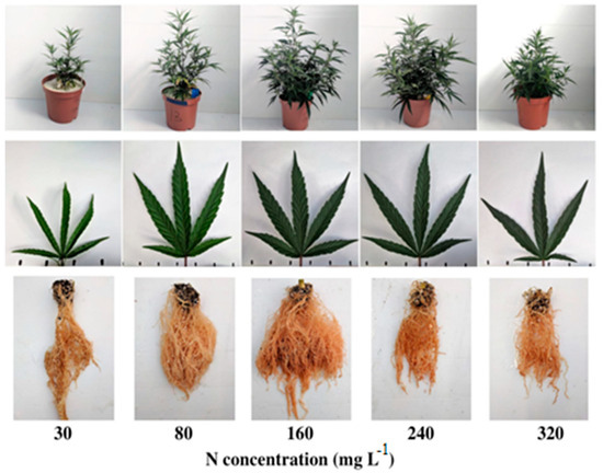 Nitrogen 05 00042 g004