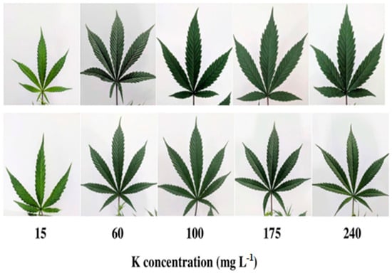 Nitrogen 05 00042 g006
