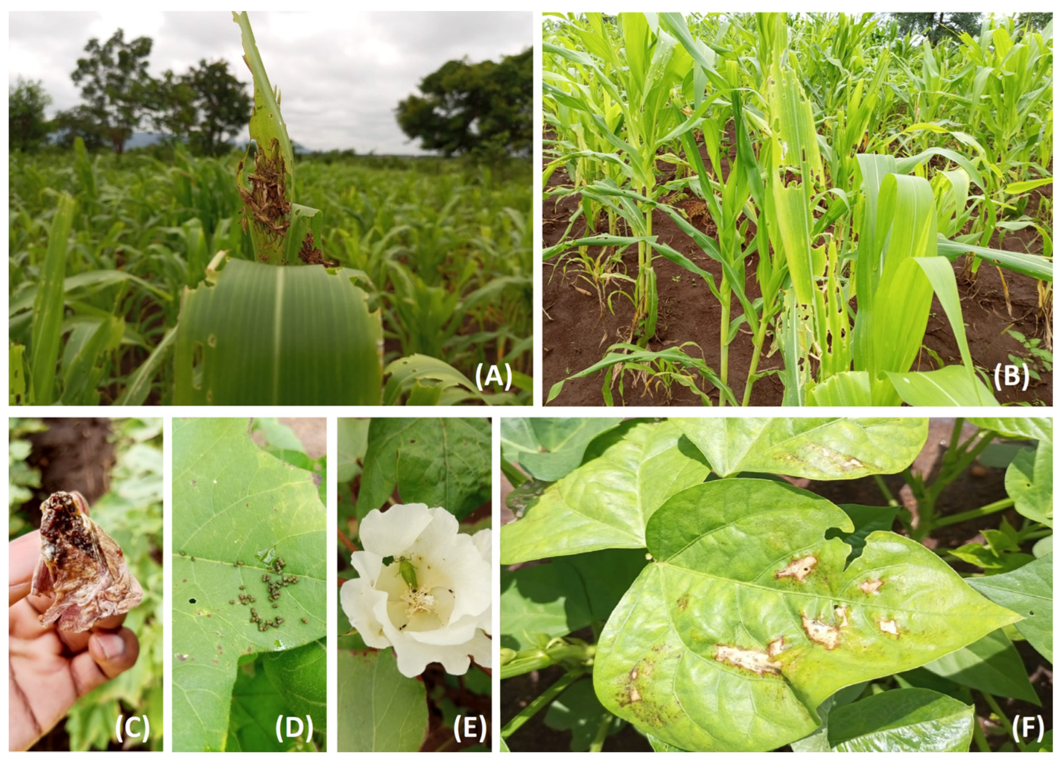 Nitrogen 05 00073 g005