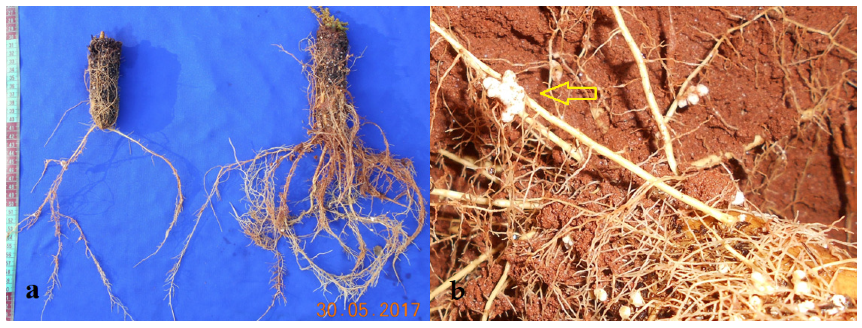 Nitrogen 06 00026 g004