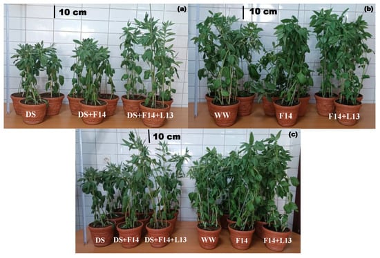 Morphological responses of faba bean plants (Vicia faba L.) inoculated with rhizobia (F14) alone or with Rhizobium (F14) + PGPR (L13) co-inoculation: (a) Water-stress conditions. (b) Well-watered conditions (control). (c) Comparison between the two irrigation conditions, illustrating the mitigating effect of microbial treatments on water-stress symptoms.