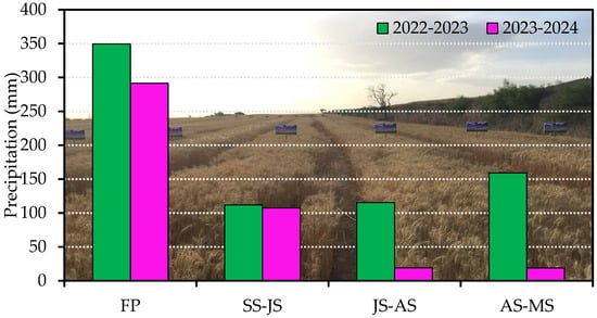 The experiment site Wenxi, Shanxi Province from 2022 to 2024. Note: FP, fallow period; SS–JS: sowing stage to jointing stage; JS–AS: jointing stage to anthesis stage; AS–MS: anthesis stage to maturity.