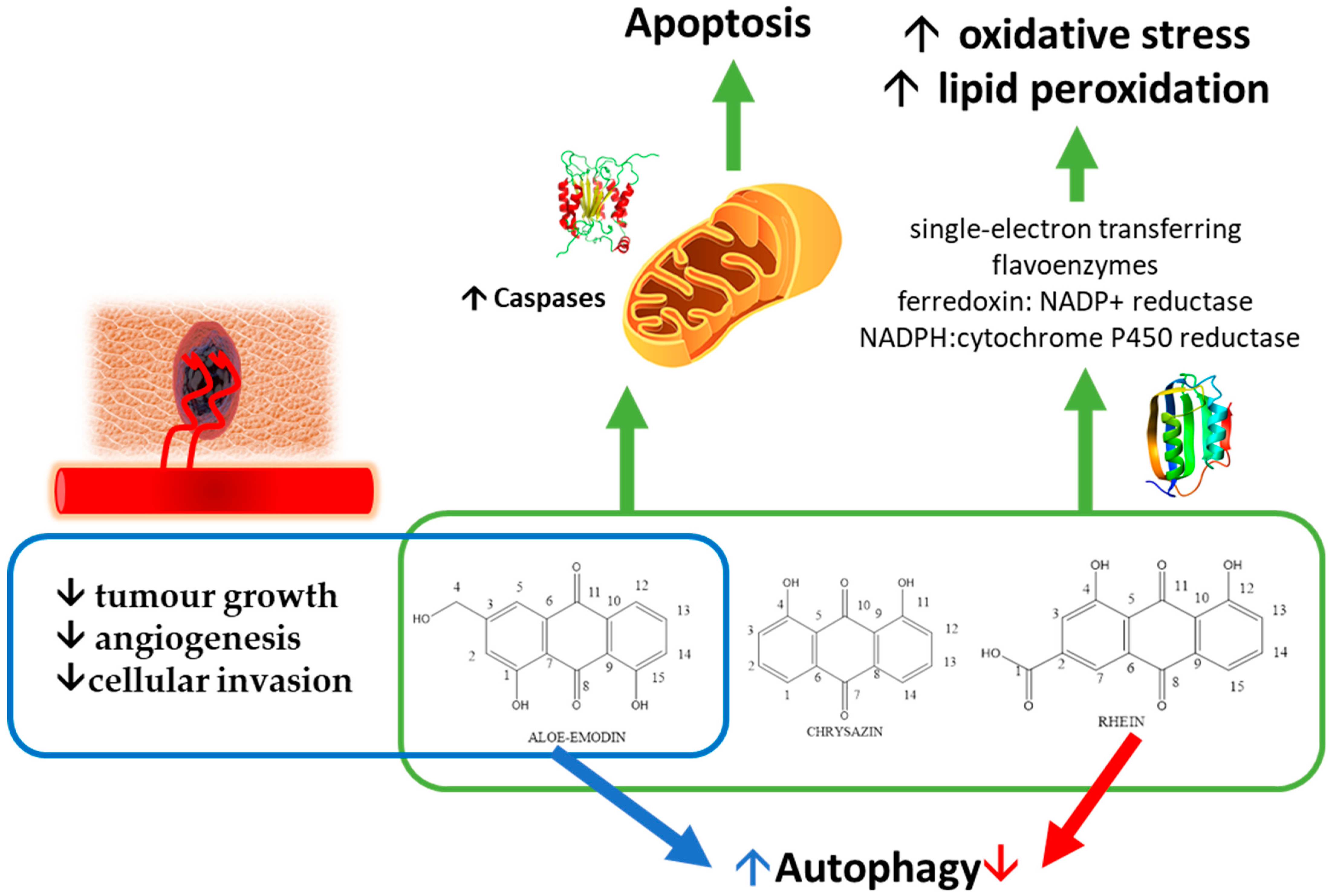 Nutraceuticals 01 00004 g002