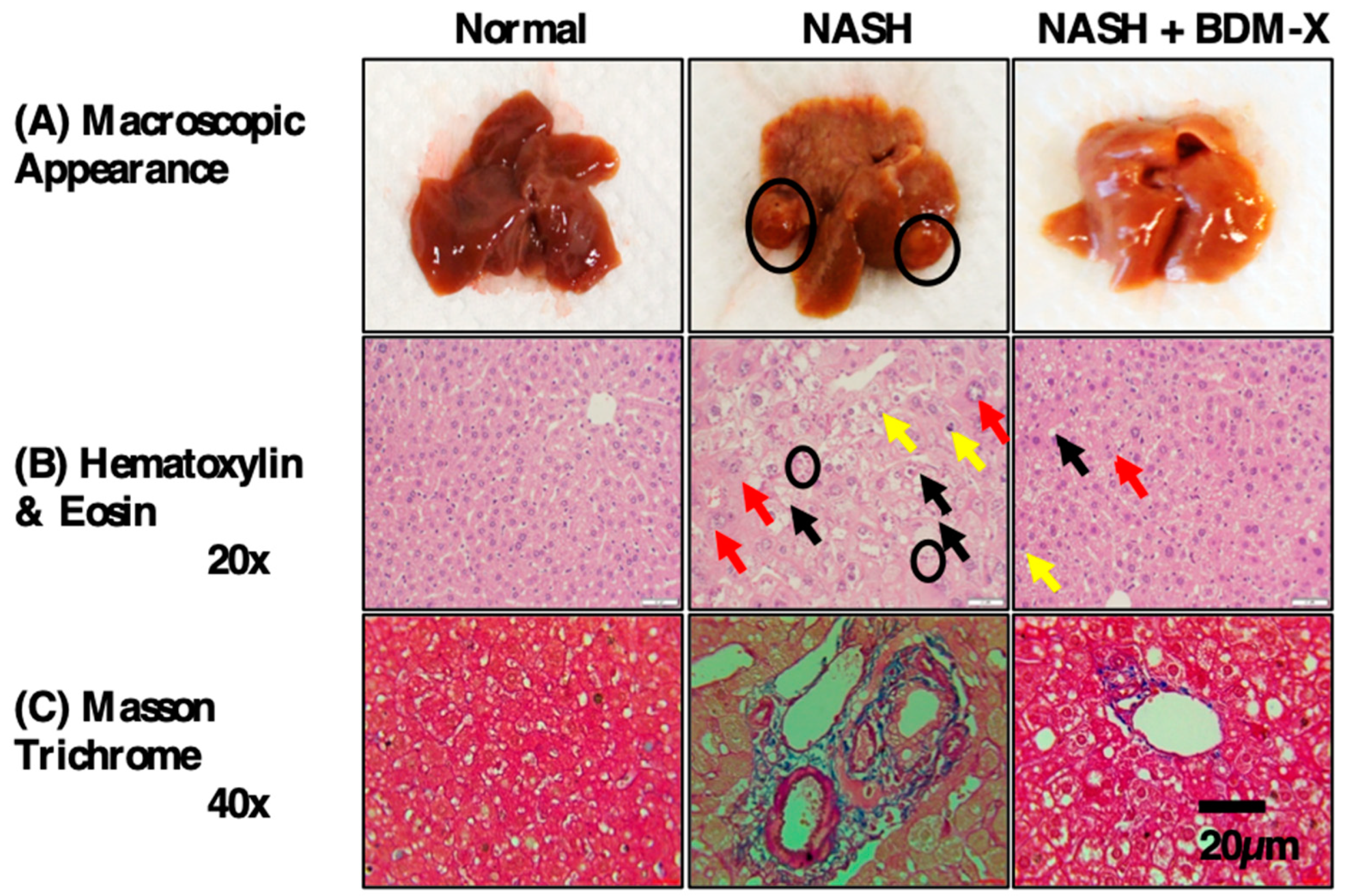 Nutraceuticals 02 00010 g006