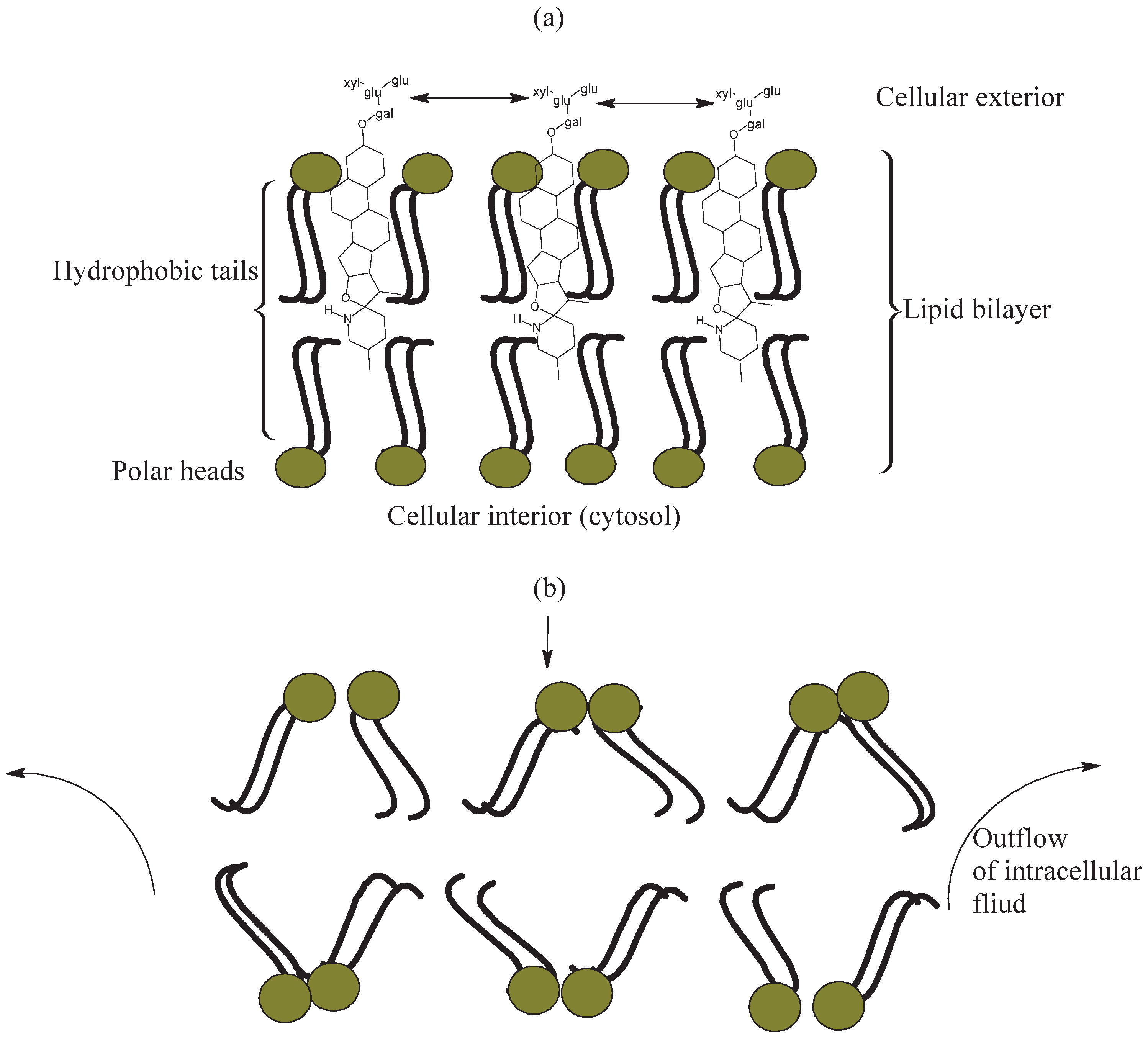 Nutraceuticals 02 00017 g003