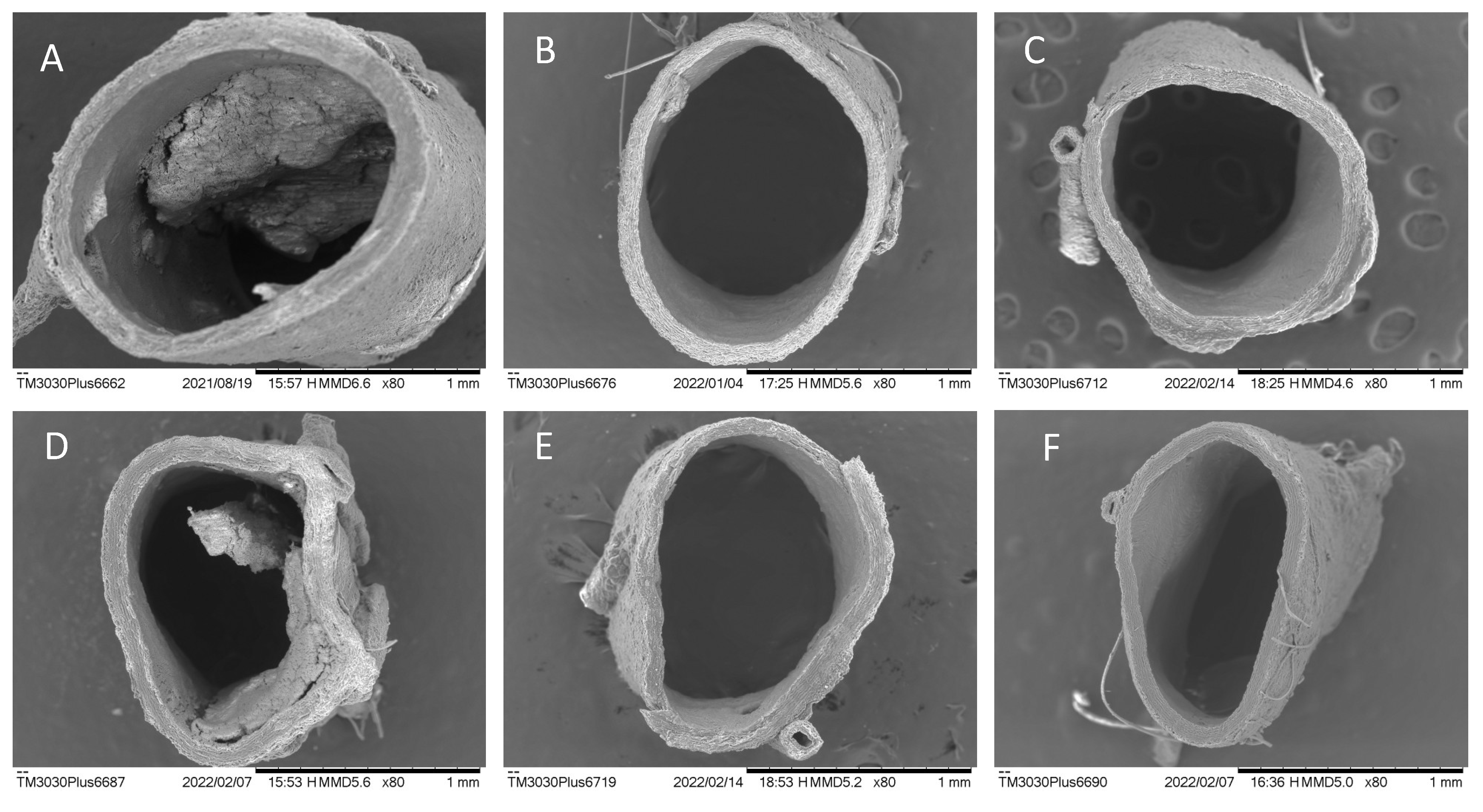 Nutraceuticals 02 00024 g003