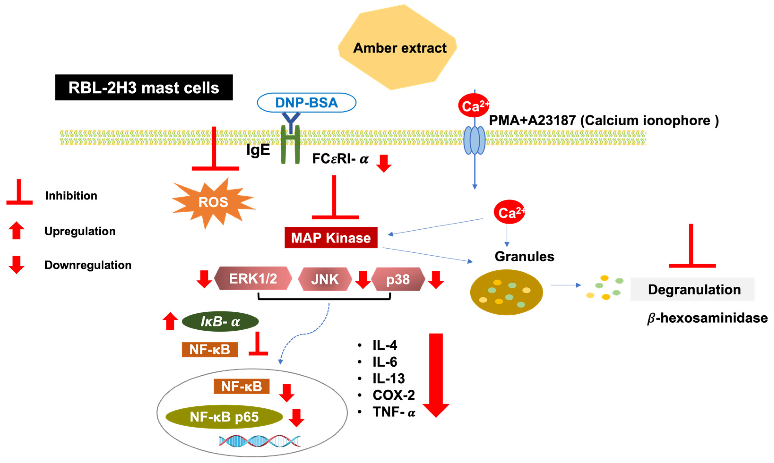 Nutraceuticals 03 00006 g008
