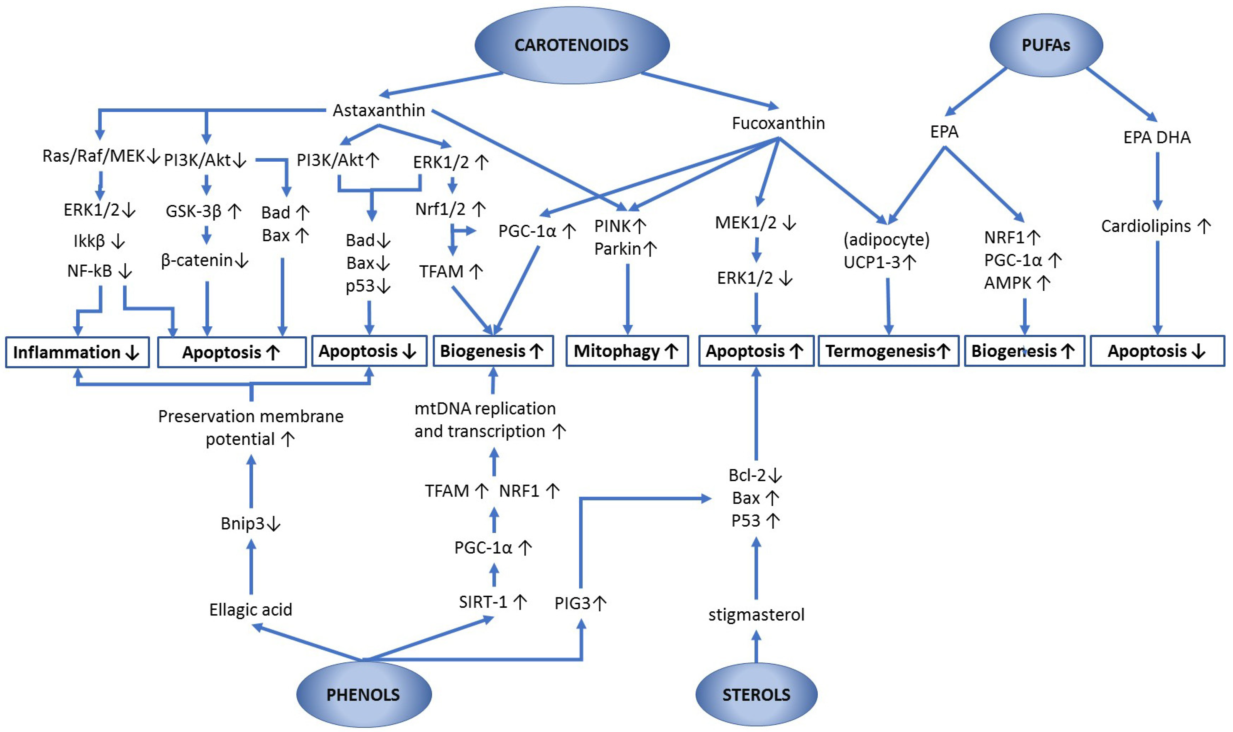 Nutraceuticals 03 00010 g002