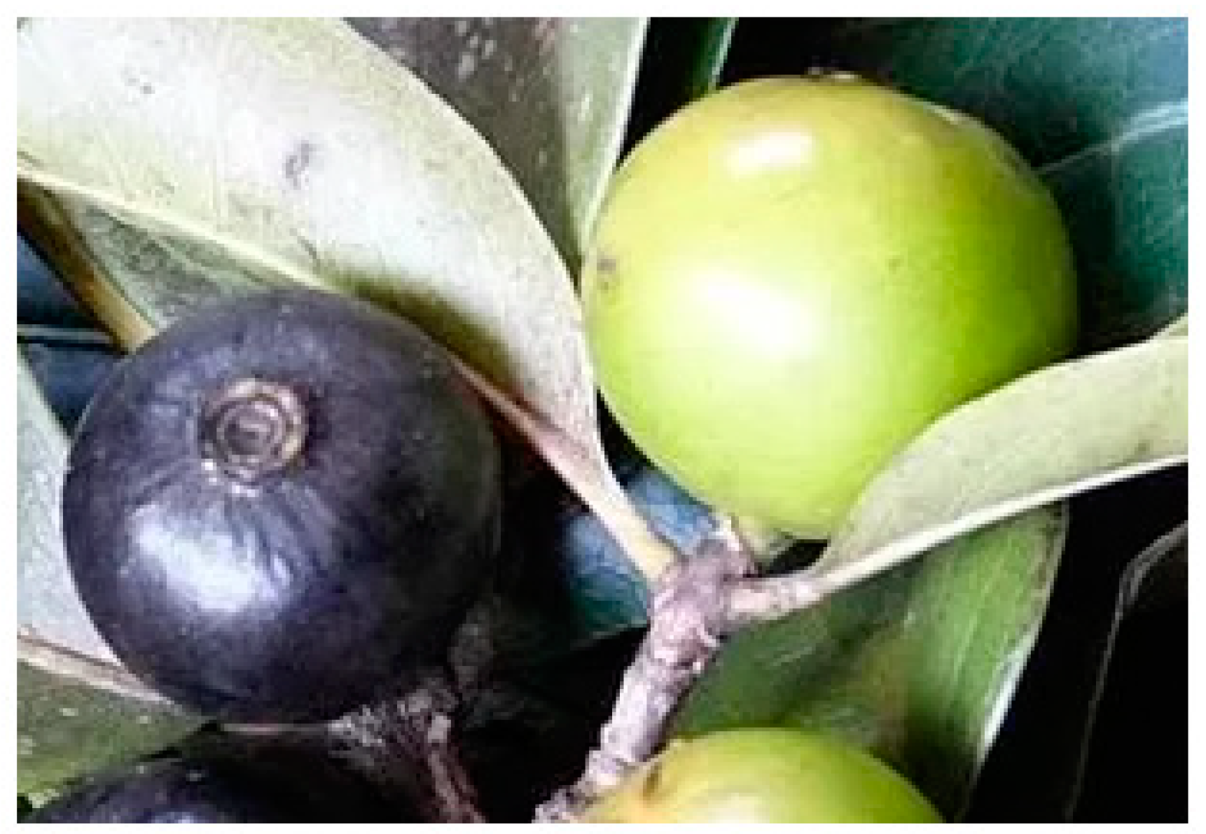 Nutraceuticals 03 00038 g001