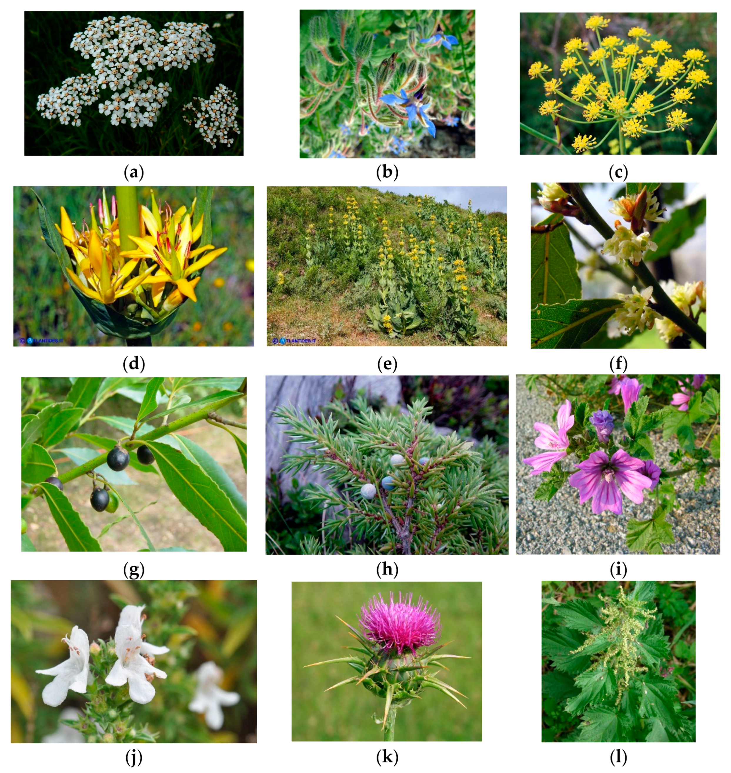 Nutraceuticals 04 00013 g002