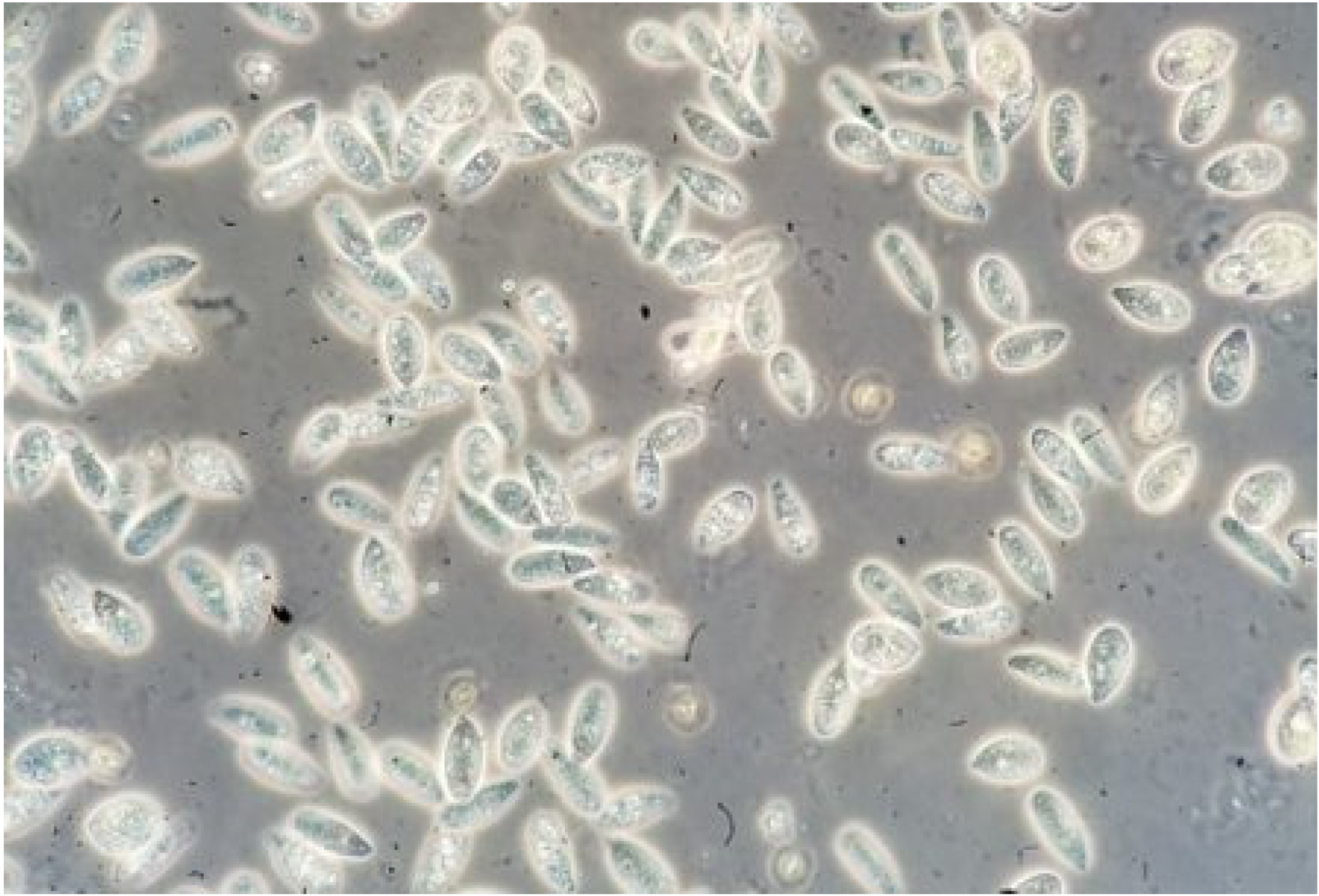 Nutraceuticals 04 00018 g005