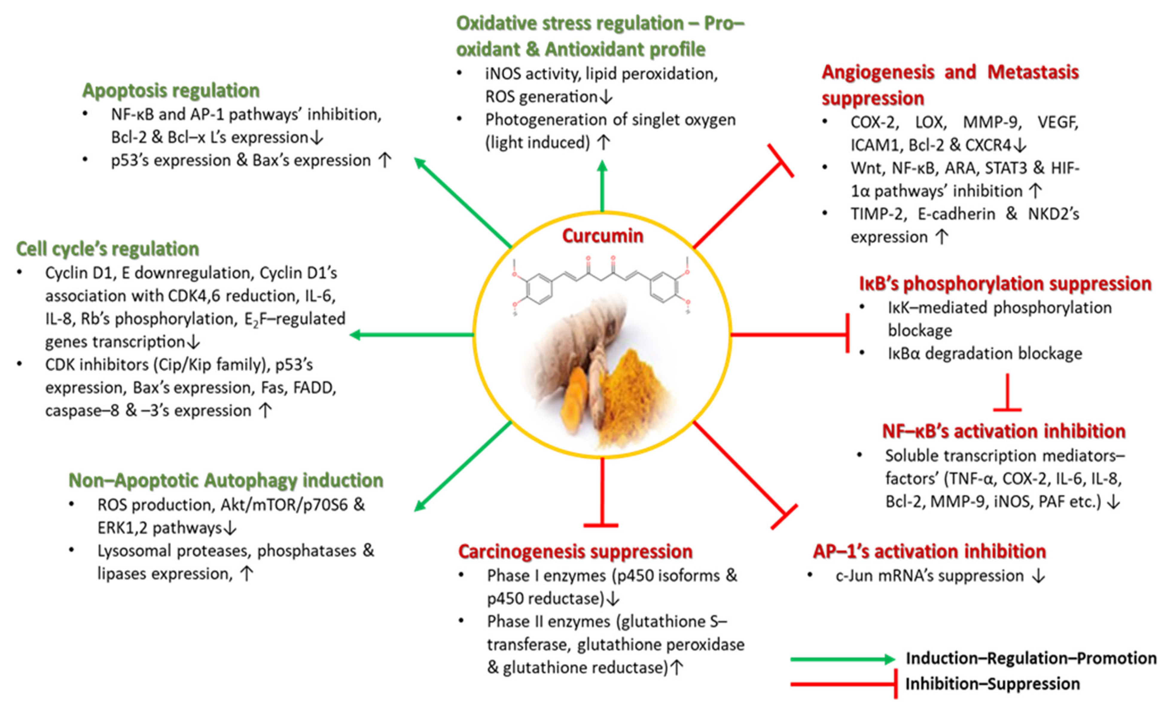 Nutraceuticals 04 00031 g004