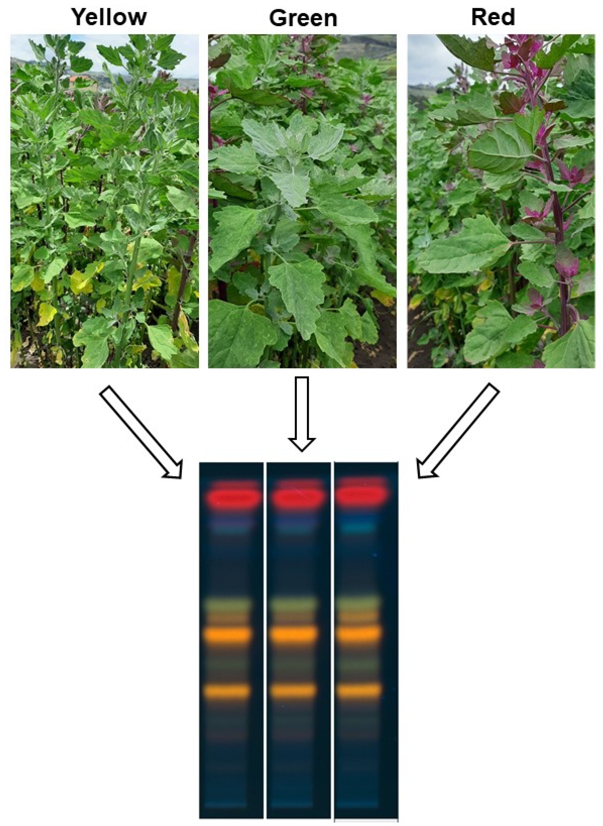 Nutraceuticals 05 00001 g004