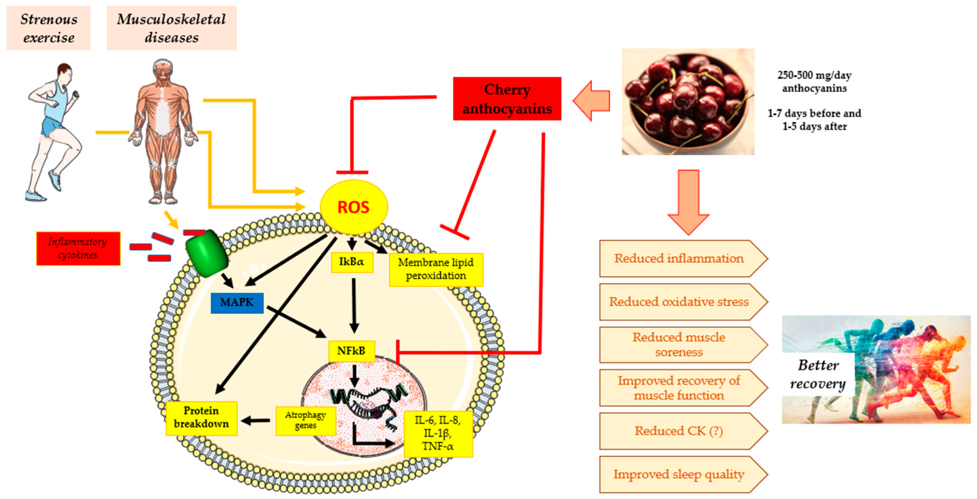 Nutraceuticals 05 00012 g001
