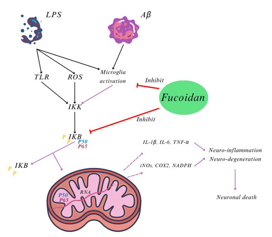 Nutraceuticals 05 00020 g002