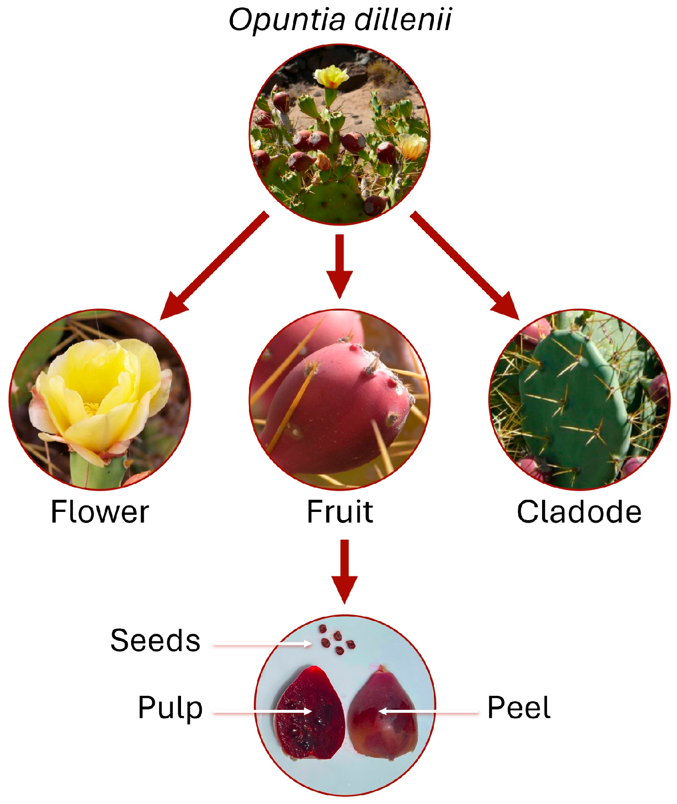 Nutraceuticals 05 00022 g001