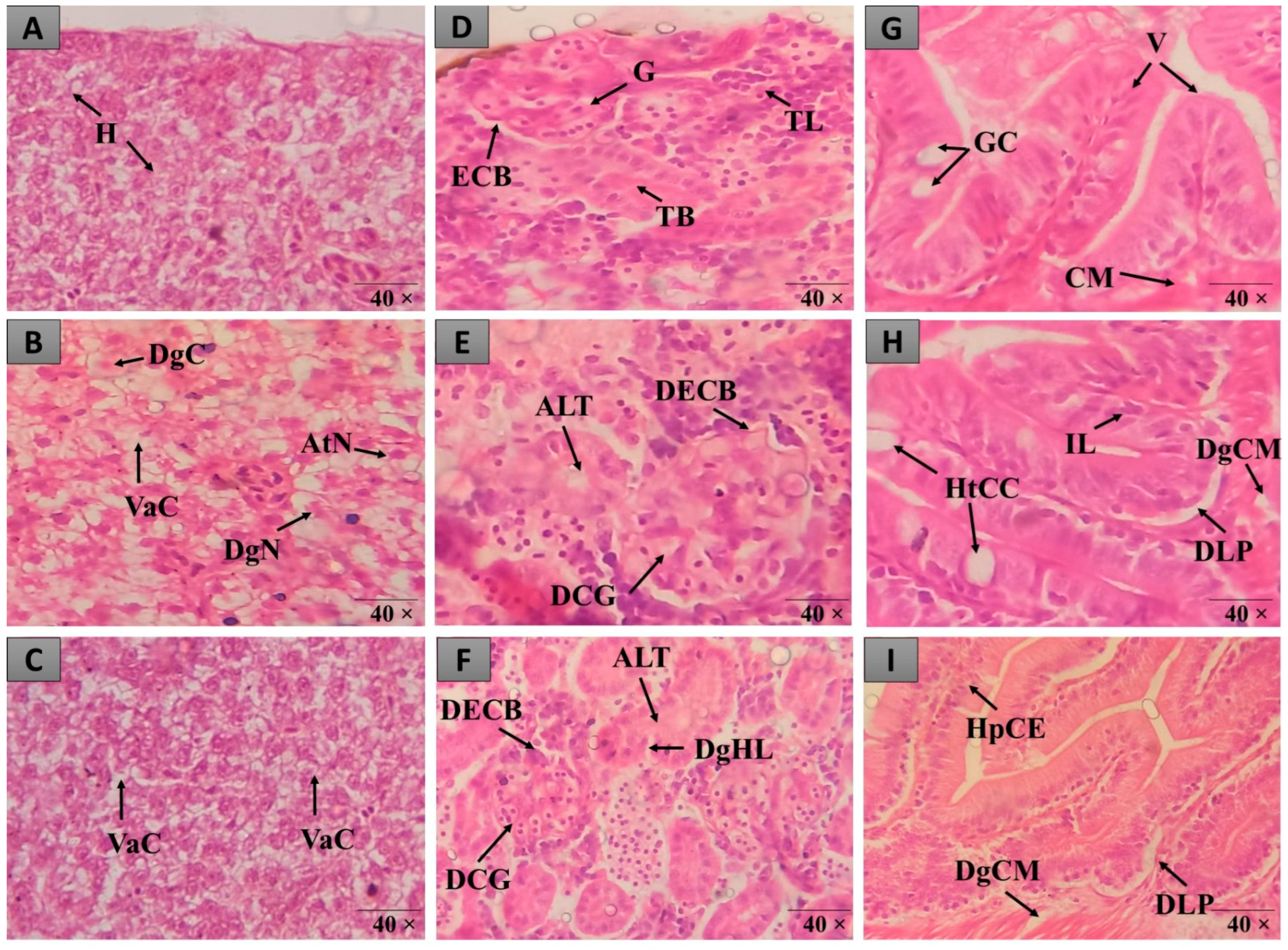 Nutraceuticals 05 00025 g003