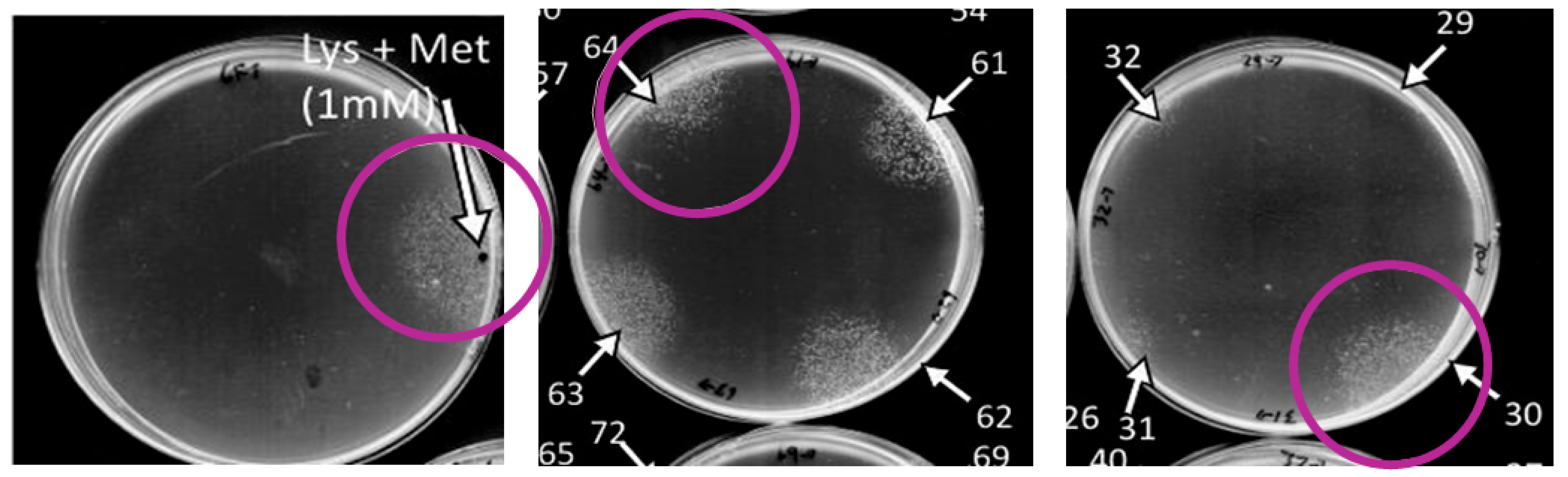 Nutraceuticals 05 00029 g001 Nutraceuticals 05 00029 g001