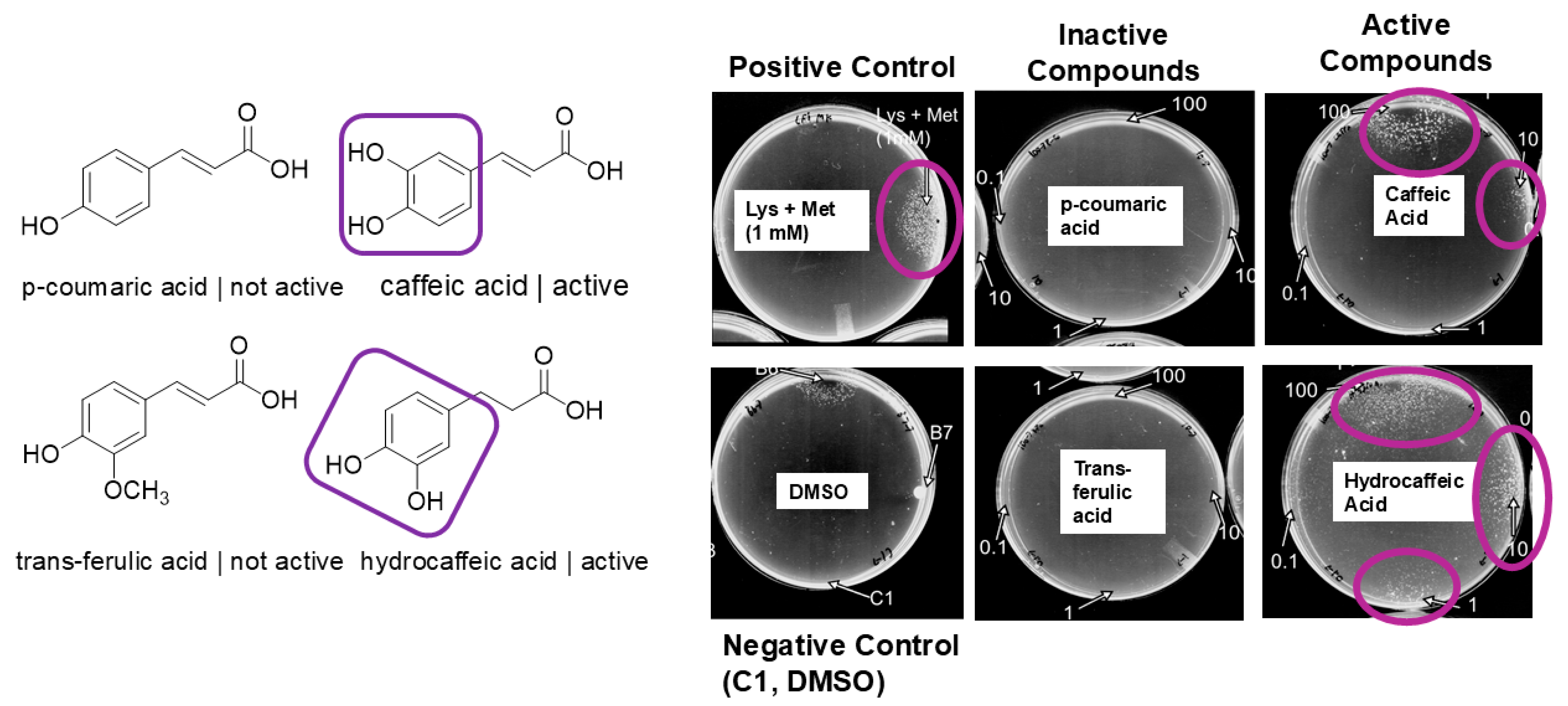 Nutraceuticals 05 00029 g002 Nutraceuticals 05 00029 g002