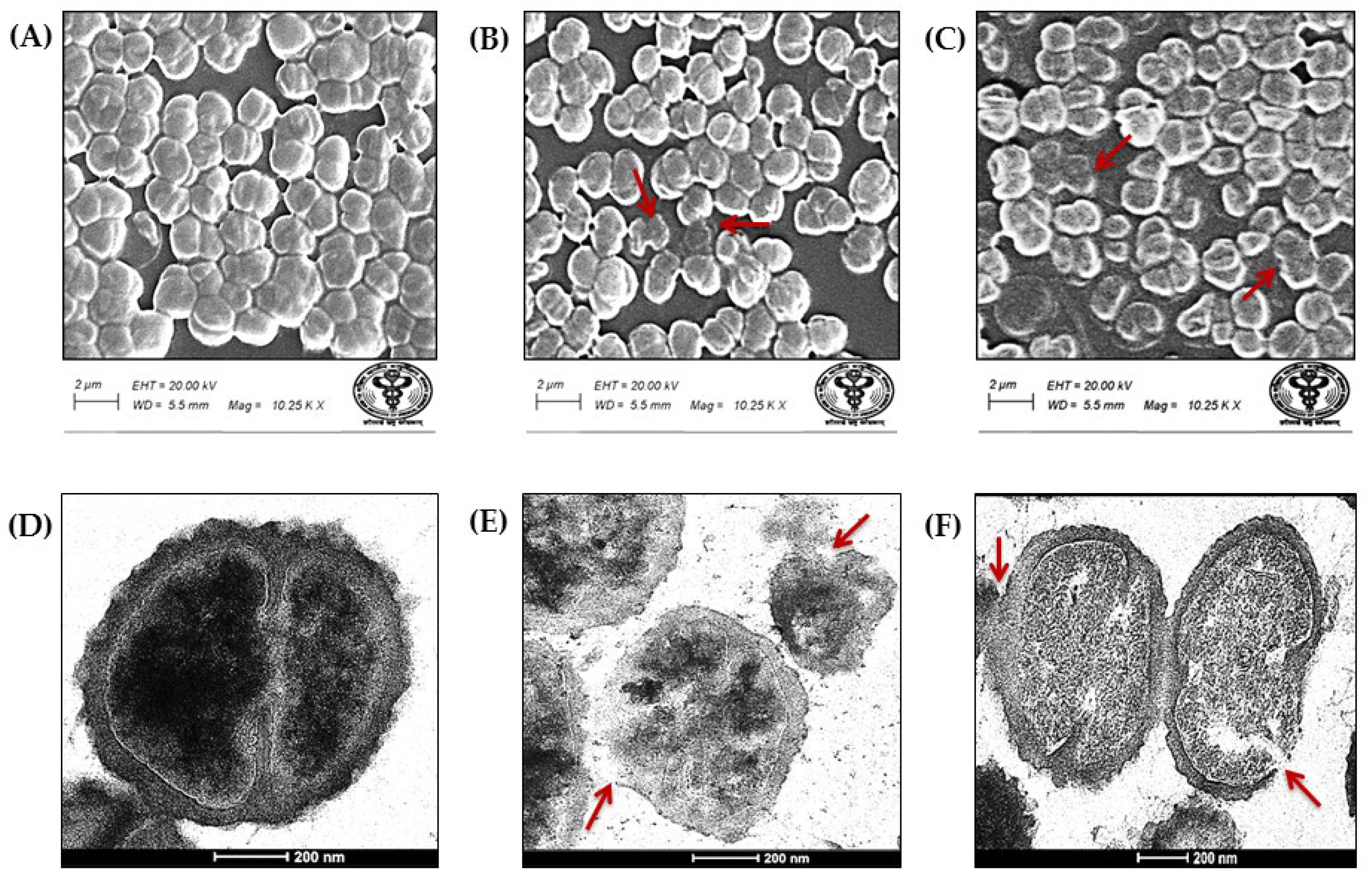 Nutraceuticals 05 00033 g005