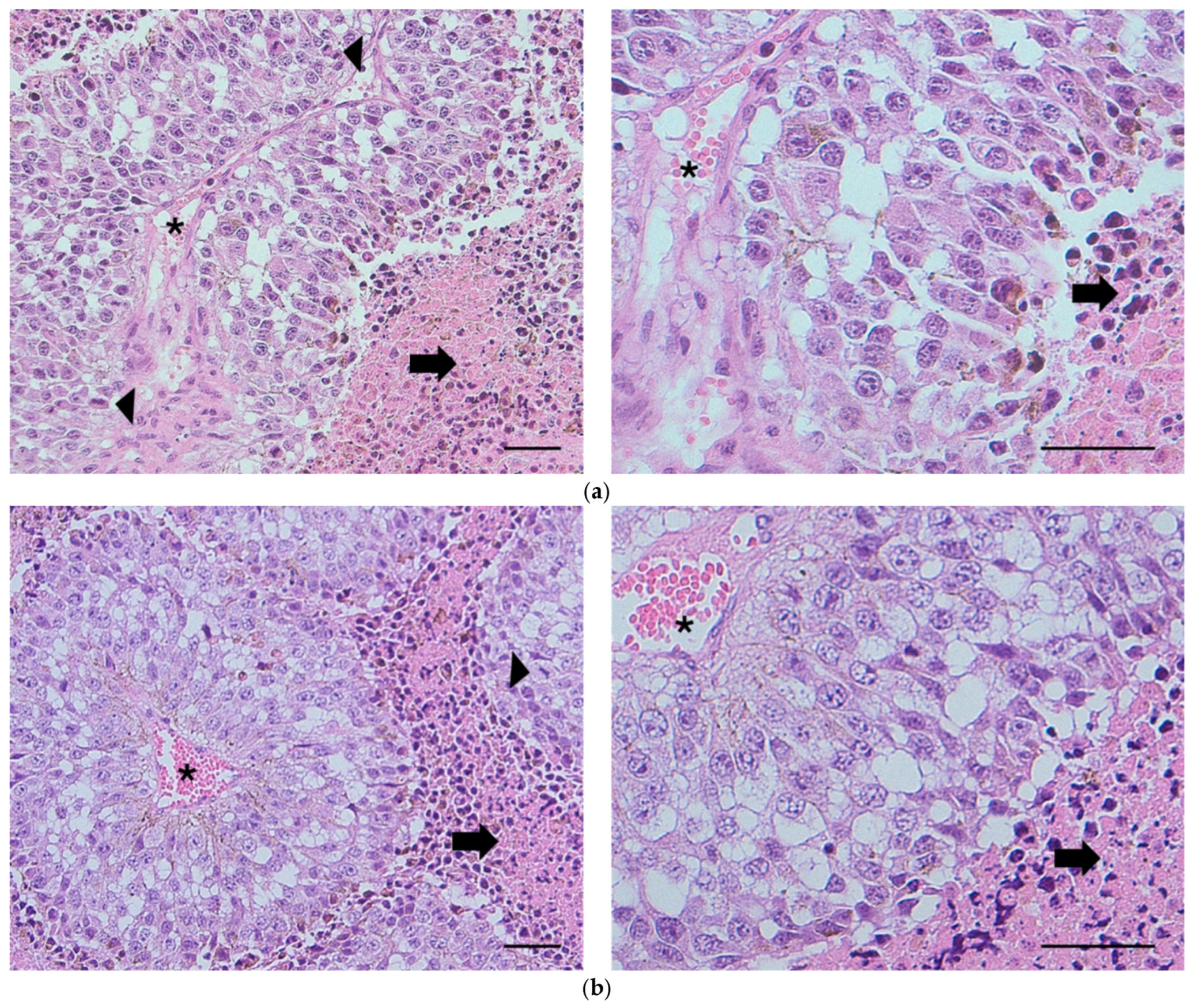 Nutraceuticals 05 00036 g005