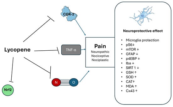 Mechanisms of lycopene in neuropathic pain. Although clinical evidence is lacking, lycopene has demonstrated activity in experimental models against COX-2, Nrf2, NO, and TNF-α, contributing to pain reduction. Its neuroprotective effects on microglia are mediated via multiple molecular targets. Abbreviations: CAT, catalase; Cx, connexin; COX, cyclooxygenase; GFAP, glial fibrillary acidic protein; GSH, reduced glutathione; Iba1, ionized calcium-binding adapter molecule 1; MAPK, mitogen-activated protein kinase; MDA, malondialdehyde; mTOR, mammalian target of rapamycin; NO, nitric oxide; Nrf2, nuclear factor erythroid 2–related factor 2; SIRT1, sirtuin 1; SOD, superoxide dismutase; TNF, tumor necrosis factor.
