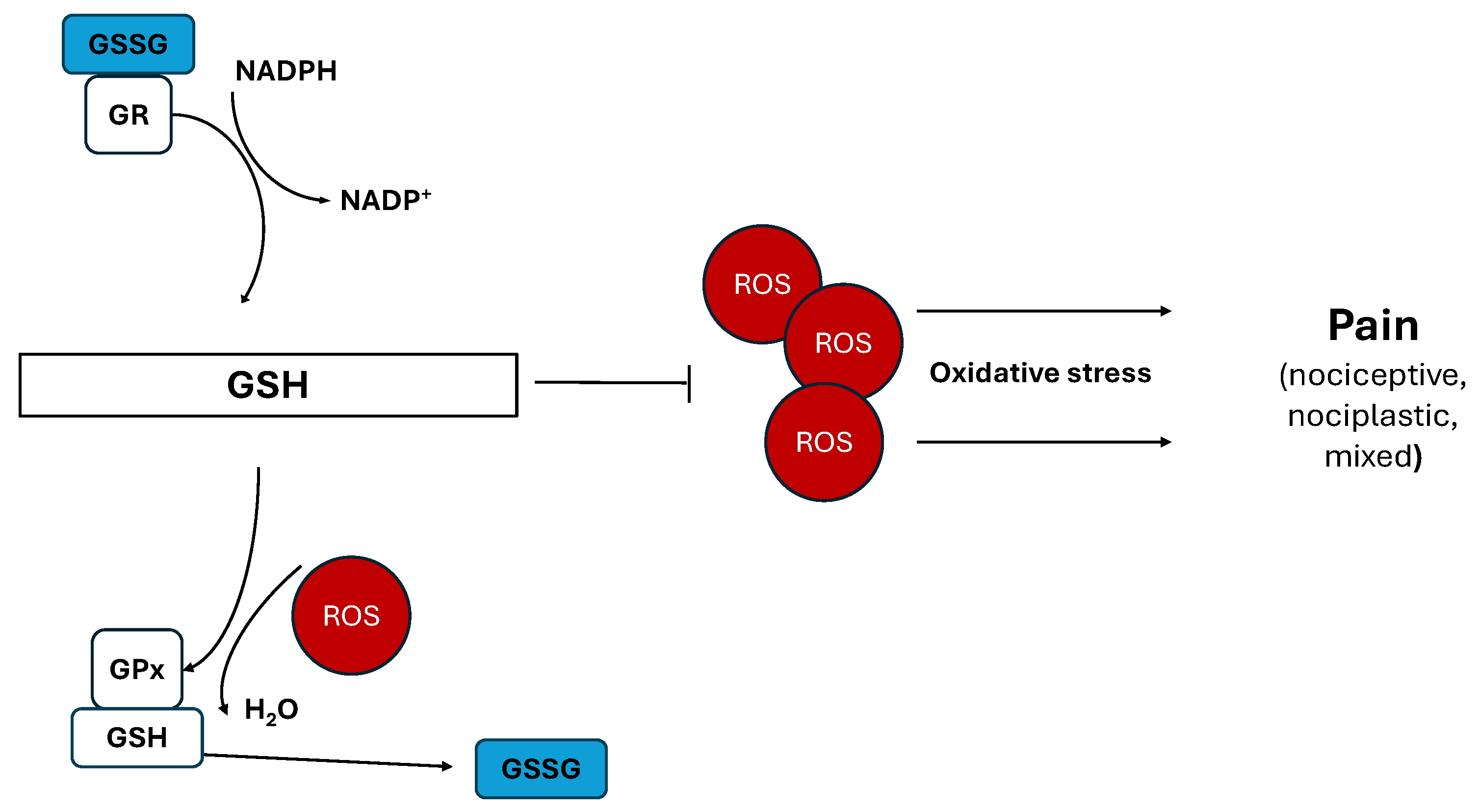 Nutraceuticals 05 00038 g002