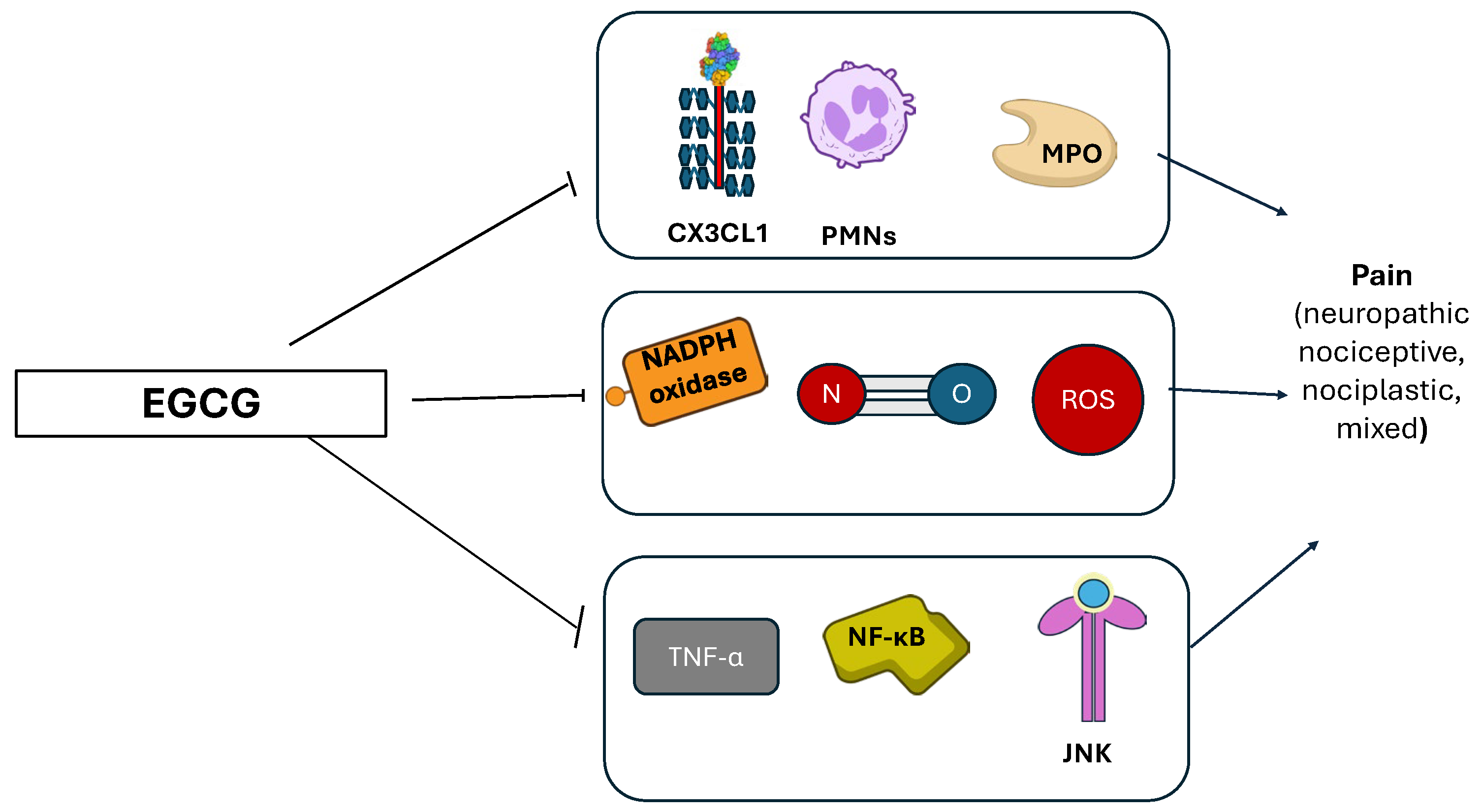 Nutraceuticals 05 00038 g006