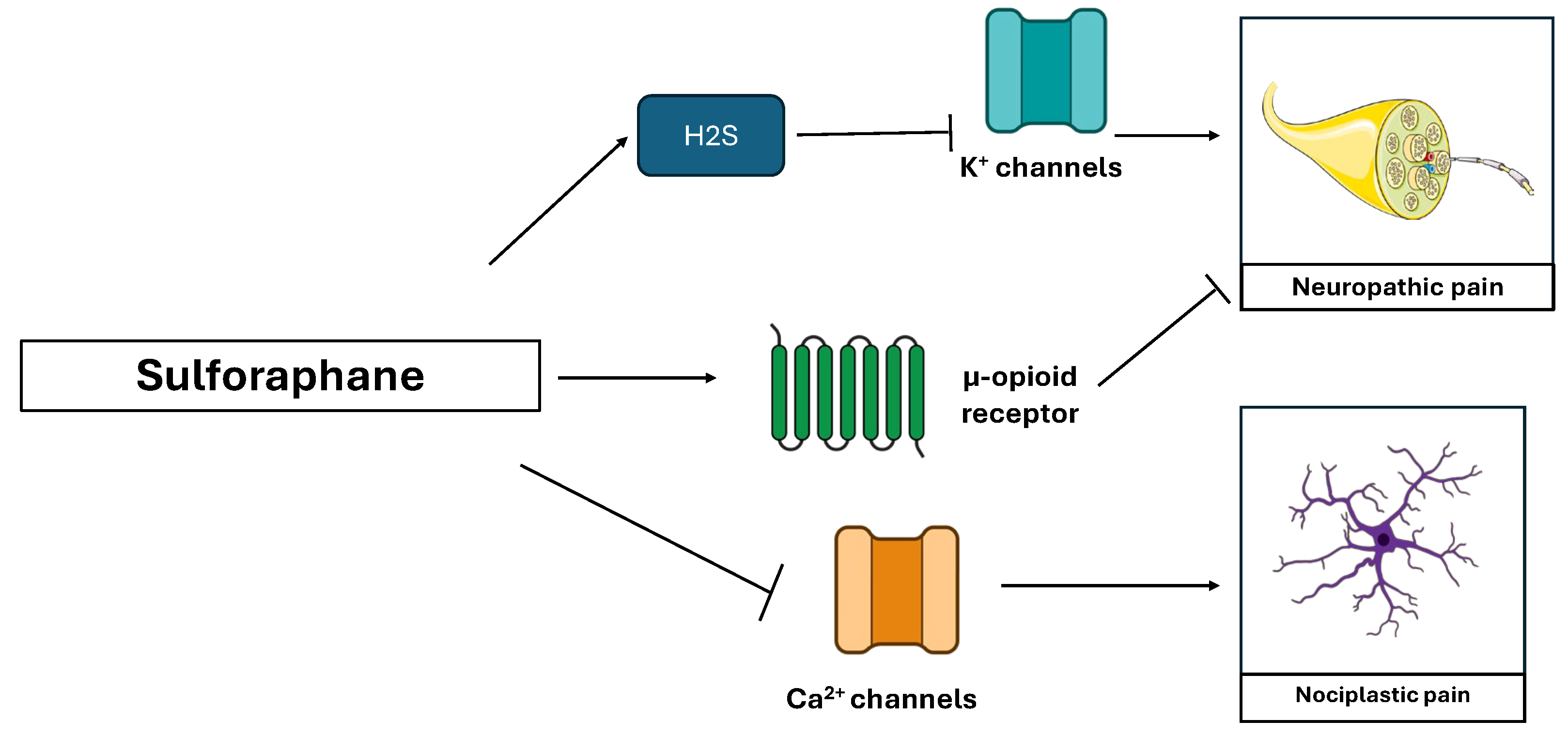 Nutraceuticals 05 00038 g008