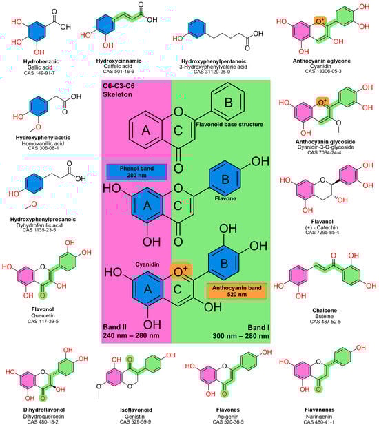 UV–VIS–relevant structural features of phenolic acids, flavonoids, and anthocyanins. Representative phenolic acids (top left) illustrate the generic phenolic chromophore (blue highlight), responsible for the ~280 nm band common to all phenols, with hydroxycinnamic acids additionally showing extended conjugation (green highlight) that produces absorption around 320–350 nm. The central C6–C3–C6 flavonoid skeleton highlights Band II (240–280 nm) arising from the A-ring benzoyl system (pink highlight) and Band I (300–380 nm) from the B-ring cinnamoyl system (green). Surrounding flavonoid subclasses illustrate how saturation and substitution alter λmax, with red hydroxyl groups emphasising their electron-donating influence on band shifts. Anthocyanidins and their glycosides (top right) feature the flavylium cation (orange highlight), which generates the characteristic ~520 nm visible band associated with red–purple pigmentation. This figure presents a visual guide for understanding UV absorption patterns but is not developed from experimental data, therefore, true absorbance regions will vary slightly.