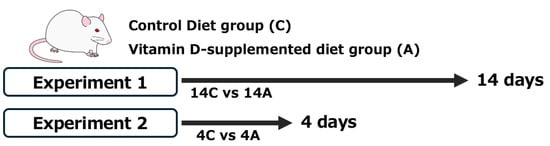 Overview of the experimental design. Rats were fed the experimental diet ad libitum for 14 days in Experiment 1 and 4 days in Experiment 2. Experiment 1 included a control diet group (14C, n = 6) and a vitamin D-supplemented diet group (14A, n = 6), whereas Experiment 2 included a control diet group (4C, n = 6) and a vitamin D-supplemented diet group (4A, n = 7).