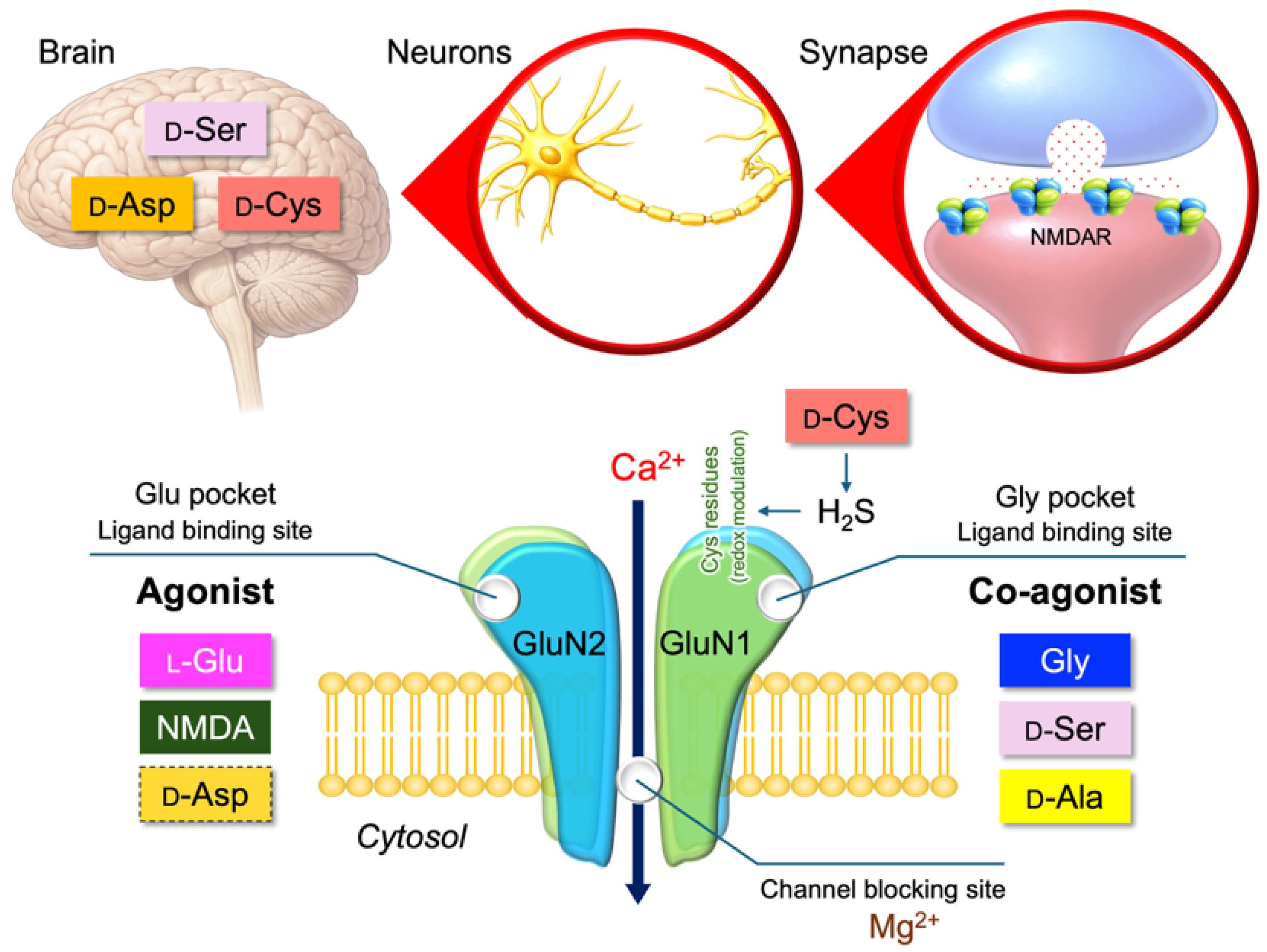 Nutraceuticals 06 00015 g004
