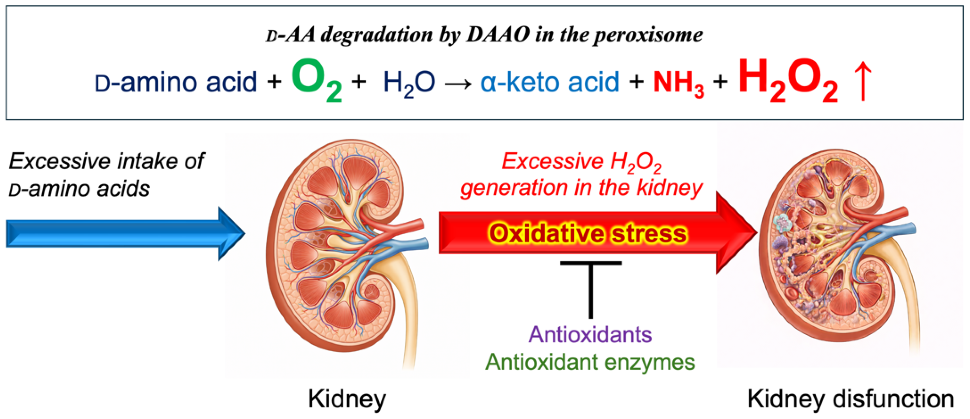 Nutraceuticals 06 00015 g005