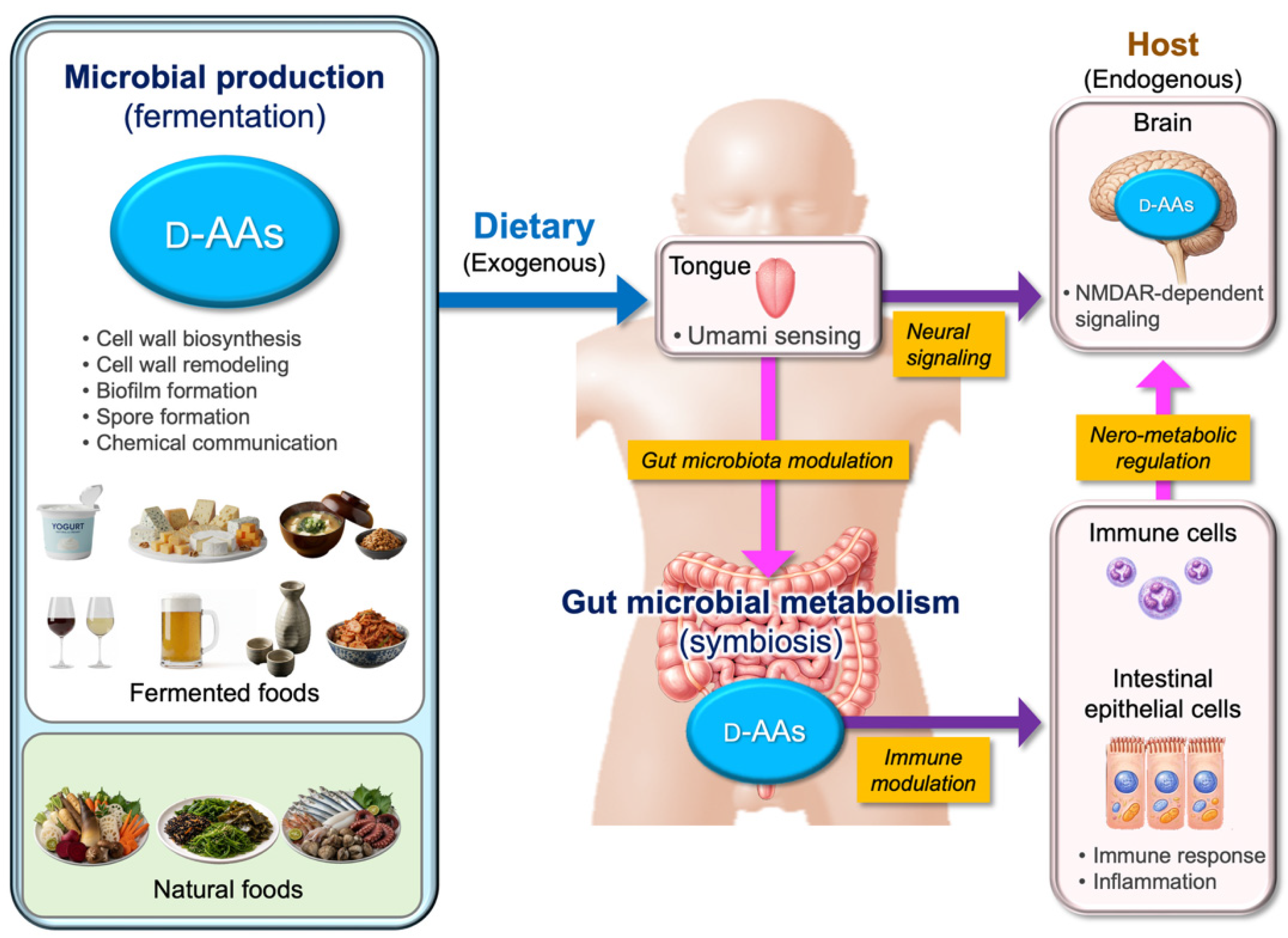 Nutraceuticals 06 00015 g006