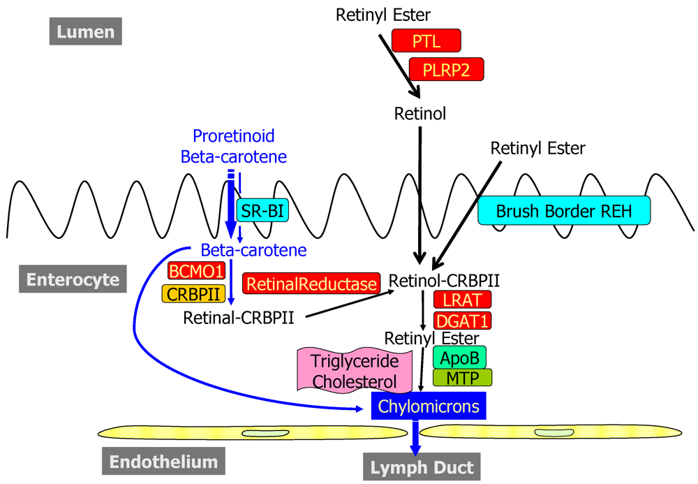 Nutrients 03 00063 g001 1024