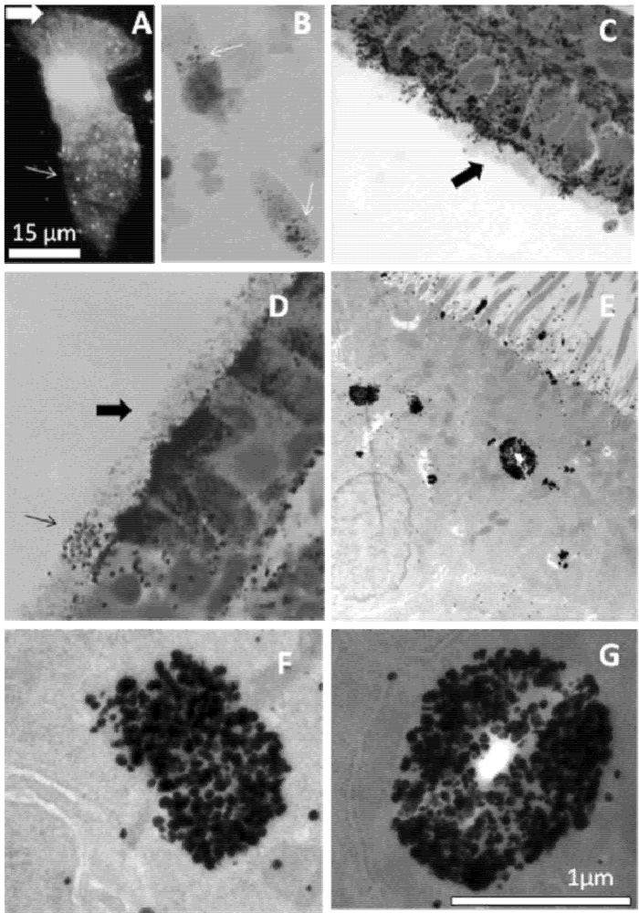 Nutrients 03 00910 g001 1024