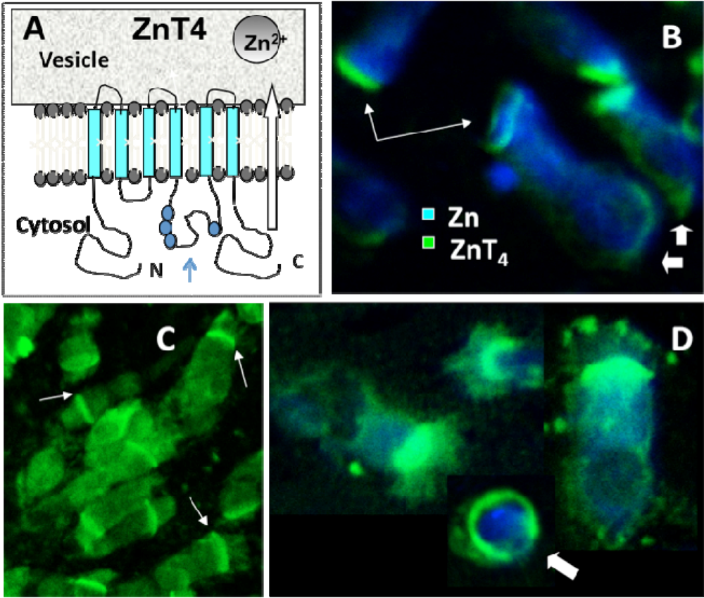 Nutrients 03 00910 g004 1024