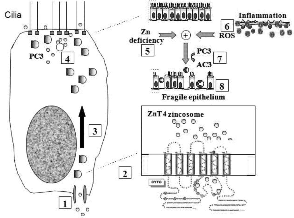 Nutrients 03 00910 g006 1024