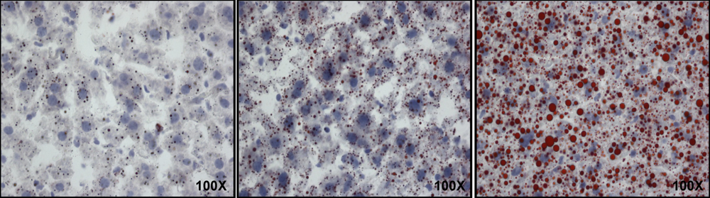 Nutrients 03 00987 g001 1024