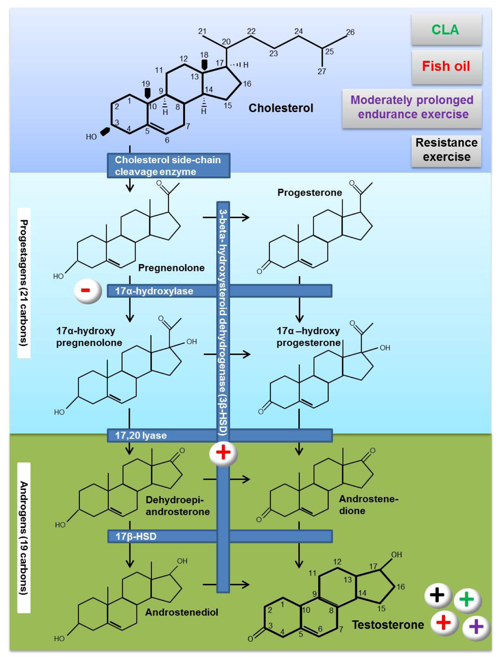 Nutrients 05 00509 g002 1024