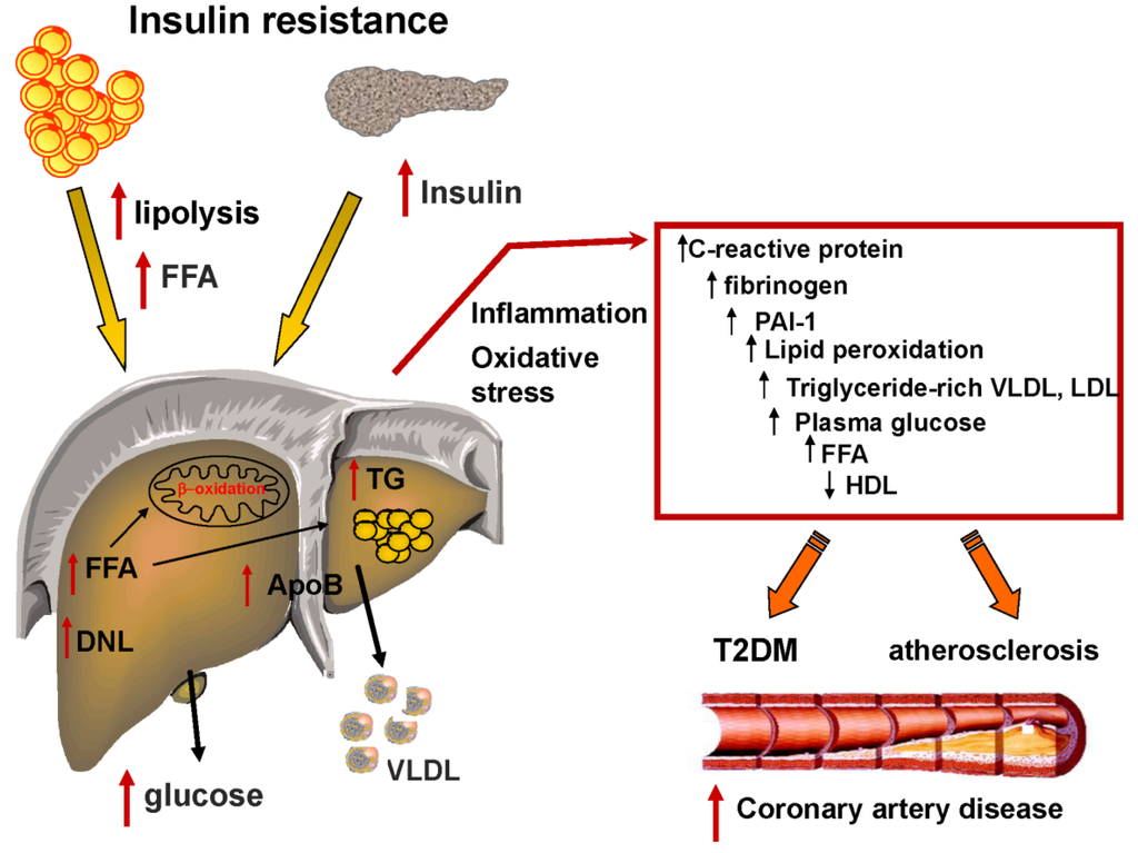 Nutrients 05 01544 g004 1024