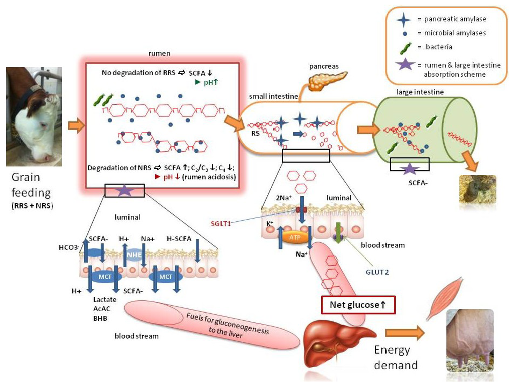 Nutrients 05 01970 g002 1024