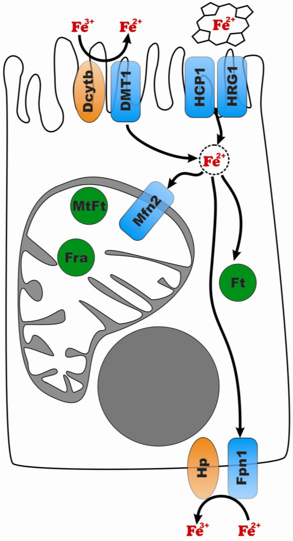 Nutrients 05 02289 g001 1024