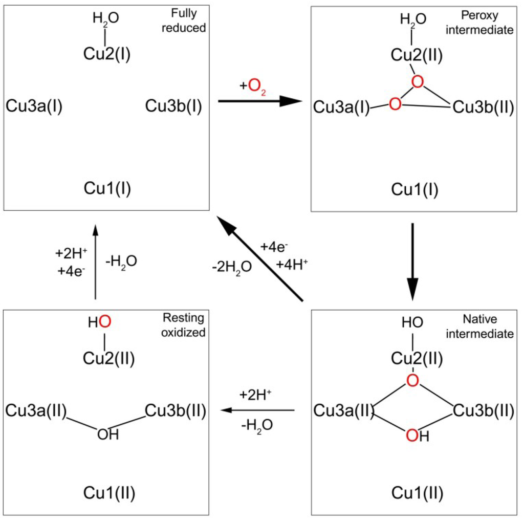 Nutrients 05 02289 g002 1024
