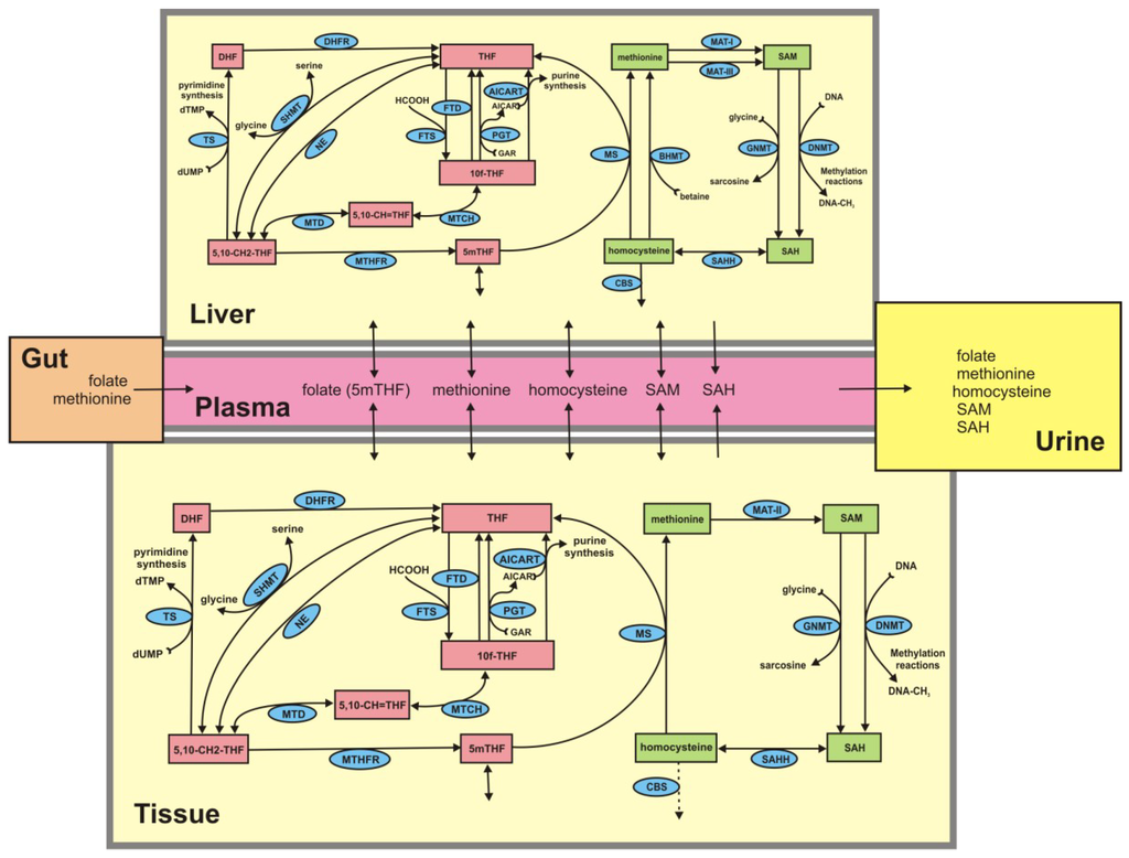 Nutrients 05 02457 g001 1024