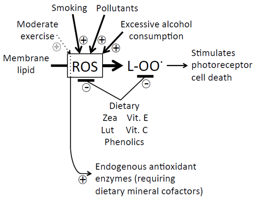 Nutrients 05 02483 g001 1024